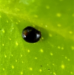 Coccinellidae (family) (Unidentified lady beetle) at Aranda, ACT - 19 Nov 2024 by Jubeyjubes