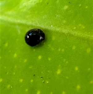 Coccinellidae (family) at Aranda, ACT - 19 Nov 2024 06:20 PM