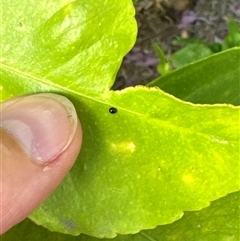 Coccinellidae (family) at Aranda, ACT - 19 Nov 2024 06:20 PM