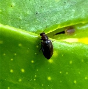 Corticariinae (subfamily) at Aranda, ACT - 19 Nov 2024 06:18 PM