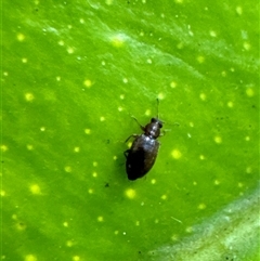 Corticariinae (subfamily) at Aranda, ACT - 19 Nov 2024