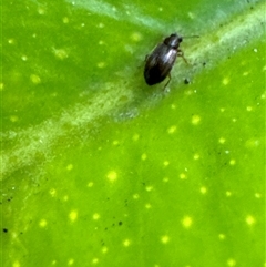 Corticariinae (subfamily) at Aranda, ACT - 19 Nov 2024