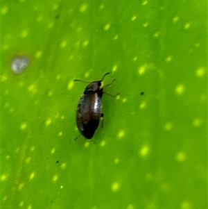 Corticariinae (subfamily) at Aranda, ACT - 19 Nov 2024