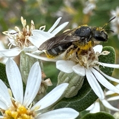 Lasioglossum (Chilalictus) sp. (genus & subgenus) (Halictid bee) at Aranda, ACT - 18 Nov 2024 by Jubeyjubes