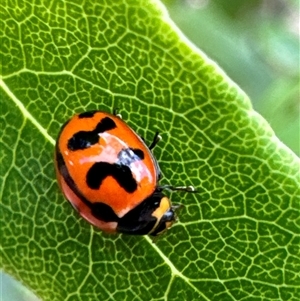 Coccinella transversalis (Transverse Ladybird) at Aranda, ACT by Jubeyjubes