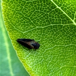 Psyllidae sp. (family) (Unidentified psyllid or lerp insect) at Aranda, ACT by Jubeyjubes