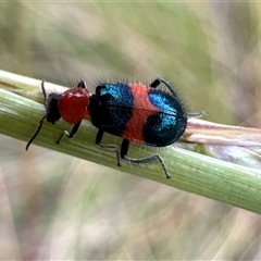 Dicranolaius bellulus (Red and Blue Pollen Beetle) at Aranda, ACT - 20 Nov 2024 by Jubeyjubes