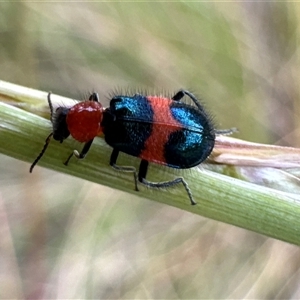 Dicranolaius bellulus at Aranda, ACT - 20 Nov 2024 10:58 AM