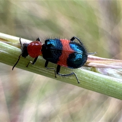 Dicranolaius bellulus (Red and Blue Pollen Beetle) at Aranda, ACT - 19 Nov 2024 by Jubeyjubes