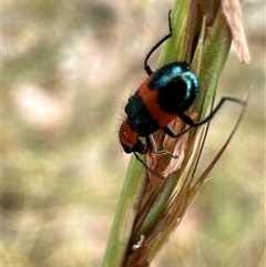 Dicranolaius bellulus at Aranda, ACT - 20 Nov 2024 10:58 AM