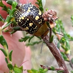 Paropsis pictipennis (Tea-tree button beetle) at Aranda, ACT - 20 Nov 2024 by Jubeyjubes