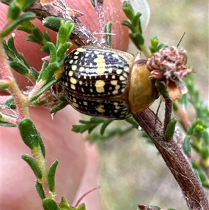 Paropsis pictipennis at Aranda, ACT - 20 Nov 2024