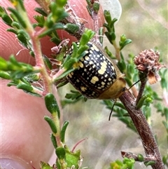 Paropsis pictipennis at Aranda, ACT - 20 Nov 2024 10:48 AM