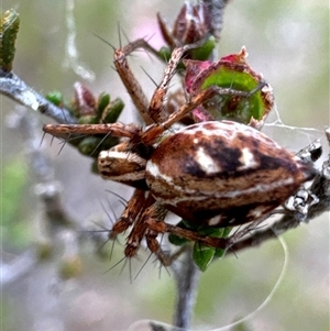 Oxyopes sp. (genus) (Lynx spider) at Aranda, ACT by Jubeyjubes