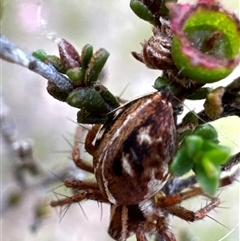 Oxyopes sp. (genus) at Aranda, ACT - 20 Nov 2024