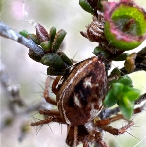 Oxyopes sp. (genus) at Aranda, ACT - 20 Nov 2024