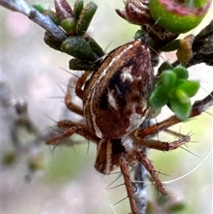 Oxyopes sp. (genus) at Aranda, ACT - 20 Nov 2024