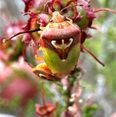 Eupolemus angularis (Acanthosomatid bug) at Aranda, ACT - 20 Nov 2024 by Jubeyjubes