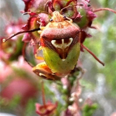 Eupolemus angularis (Acanthosomatid bug) at Aranda, ACT - 20 Nov 2024 by Jubeyjubes