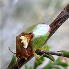 Eupolemus angularis at Aranda, ACT - 20 Nov 2024