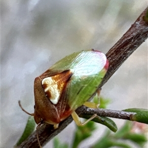 Eupolemus angularis at Aranda, ACT - 20 Nov 2024