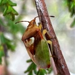 Eupolemus angularis at Aranda, ACT - 20 Nov 2024