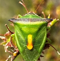 Cuspicona thoracica (Shield bug) at Aranda, ACT - 20 Nov 2024 by Jubeyjubes