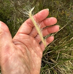 Dichelachne crinita (Long-hair Plume Grass) at Aranda, ACT - 20 Nov 2024 by Jubeyjubes