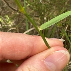 Dichelachne crinita at Aranda, ACT - 20 Nov 2024