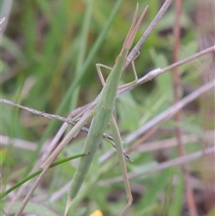 Acrida conica (Giant green slantface) at Conder, ACT - 7 Jan 2024 by MichaelBedingfield