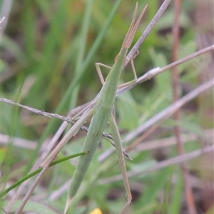 Acrida conica at Conder, ACT - 7 Jan 2024