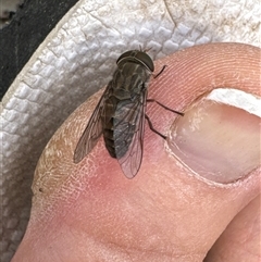 Unidentified March or Horse fly (Tabanidae) at Aranda, ACT - 19 Nov 2024 by Jubeyjubes