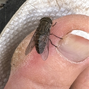 Dasybasis sp. (genus) at Aranda, ACT - 20 Nov 2024 10:32 AM