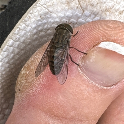 Unidentified March or Horse fly (Tabanidae) at Aranda, ACT - 19 Nov 2024 by Jubeyjubes