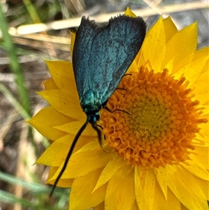 Pollanisus (genus) (A Forester Moth) at Aranda, ACT by Jubeyjubes