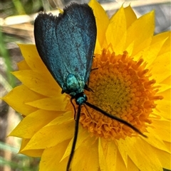 Pollanisus (genus) at Aranda, ACT - 20 Nov 2024