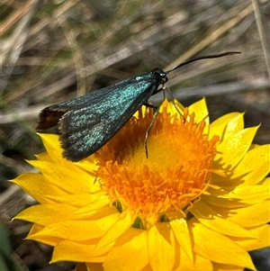 Pollanisus (genus) at Aranda, ACT - 20 Nov 2024