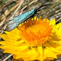 Pollanisus (genus) at Aranda, ACT - 20 Nov 2024