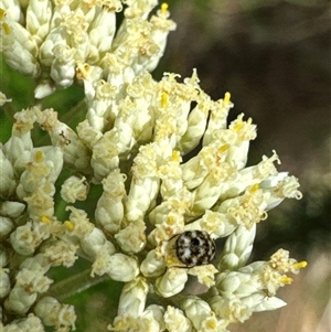 Anthrenus verbasci at Aranda, ACT - 20 Nov 2024 10:15 AM