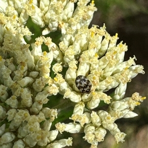 Anthrenus verbasci at Aranda, ACT - 20 Nov 2024 10:15 AM