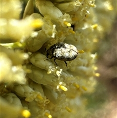 Anthrenus verbasci (Varied or Variegated Carpet Beetle) at Aranda, ACT - 20 Nov 2024 by Jubeyjubes