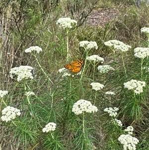 Heteronympha merope at Aranda, ACT - 20 Nov 2024 10:19 AM