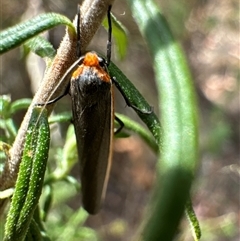 Palaeosia bicosta (Two-ribbed Footman) at Aranda, ACT - 20 Nov 2024 by Jubeyjubes