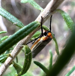 Palaeosia bicosta at Aranda, ACT - 20 Nov 2024