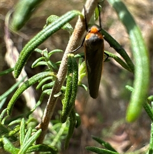 Palaeosia bicosta at Aranda, ACT - 20 Nov 2024