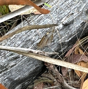 Heteronympha merope at Cook, ACT - 20 Nov 2024