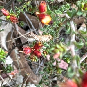 Phaulacridium vittatum at Aranda, ACT - 20 Nov 2024 10:16 AM