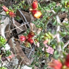 Phaulacridium vittatum at Aranda, ACT - 20 Nov 2024 10:16 AM