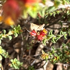 Phaulacridium vittatum at Aranda, ACT - 20 Nov 2024 10:16 AM