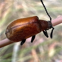 Ecnolagria grandis (Honeybrown beetle) at Aranda, ACT - 20 Nov 2024 by Jubeyjubes